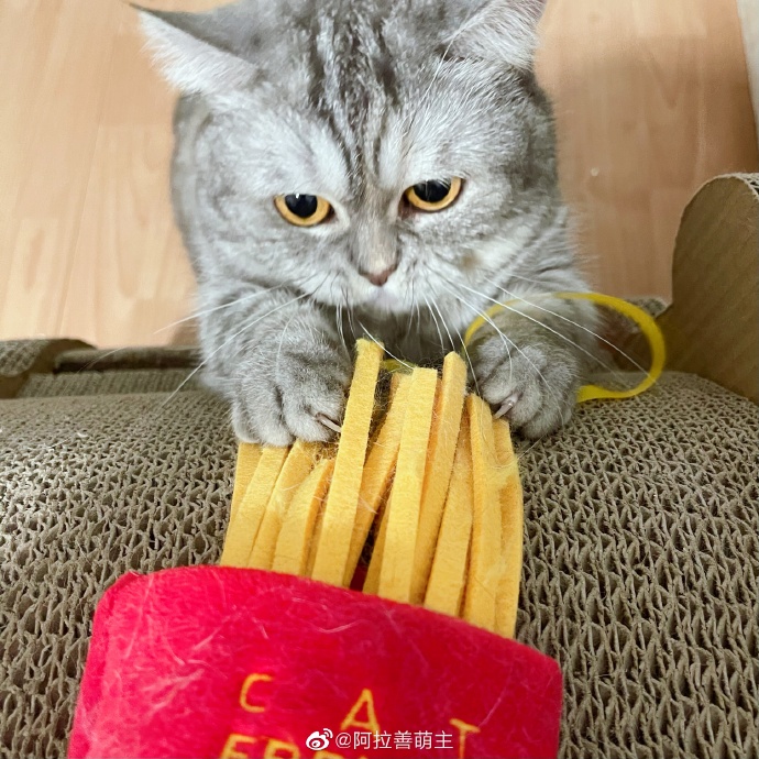 猫图片|宠物猫|猫咪|