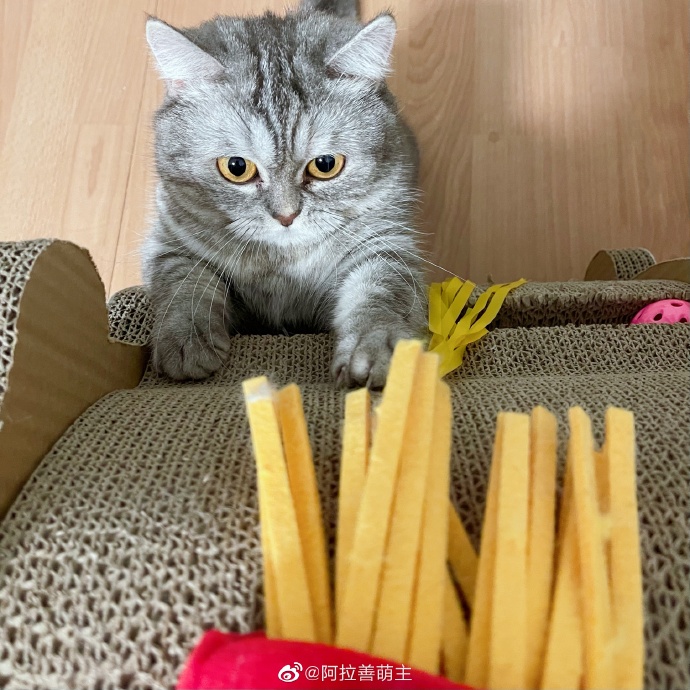 猫图片|宠物猫|猫咪|