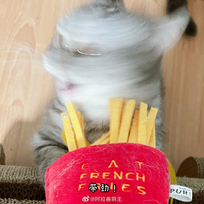 猫图片|宠物猫|猫咪|