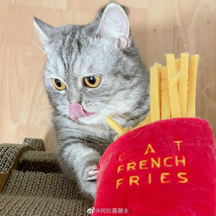 猫图片|宠物猫|猫咪|