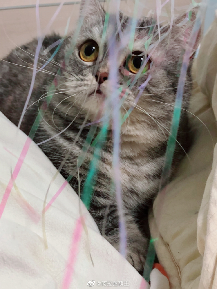 猫图片|宠物猫|猫咪|