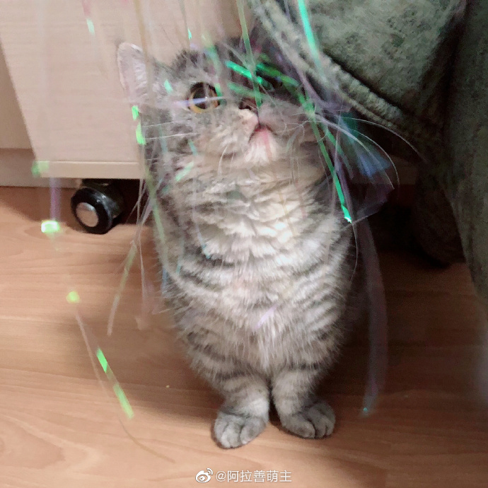 猫图片|宠物猫|猫咪|