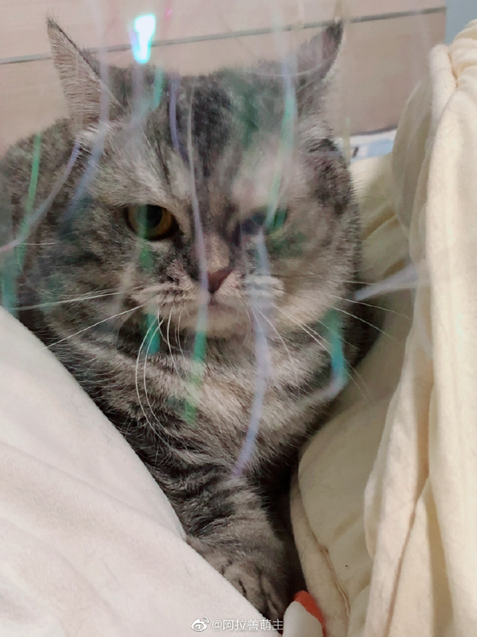 猫图片|宠物猫|猫咪|