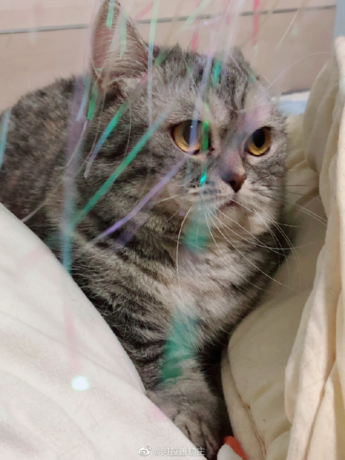 猫图片|宠物猫|猫咪|