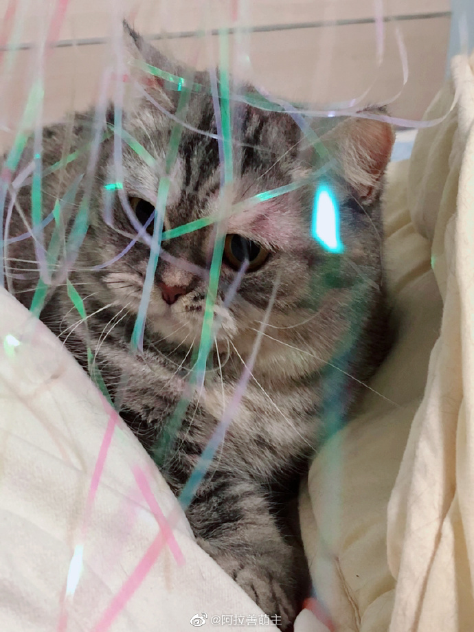 猫图片|宠物猫|猫咪|