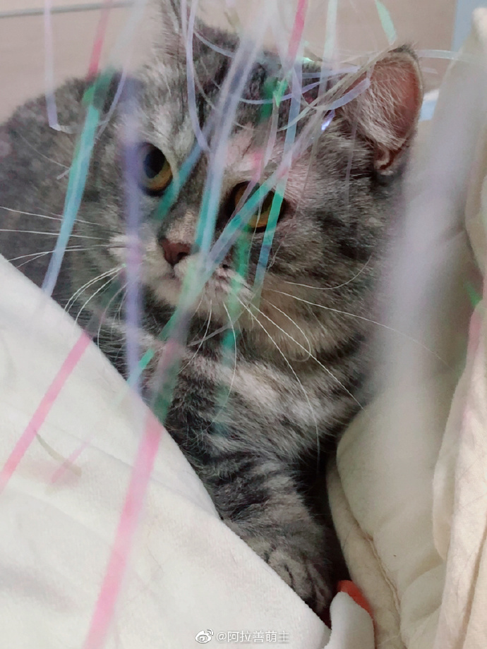 猫图片|宠物猫|猫咪|