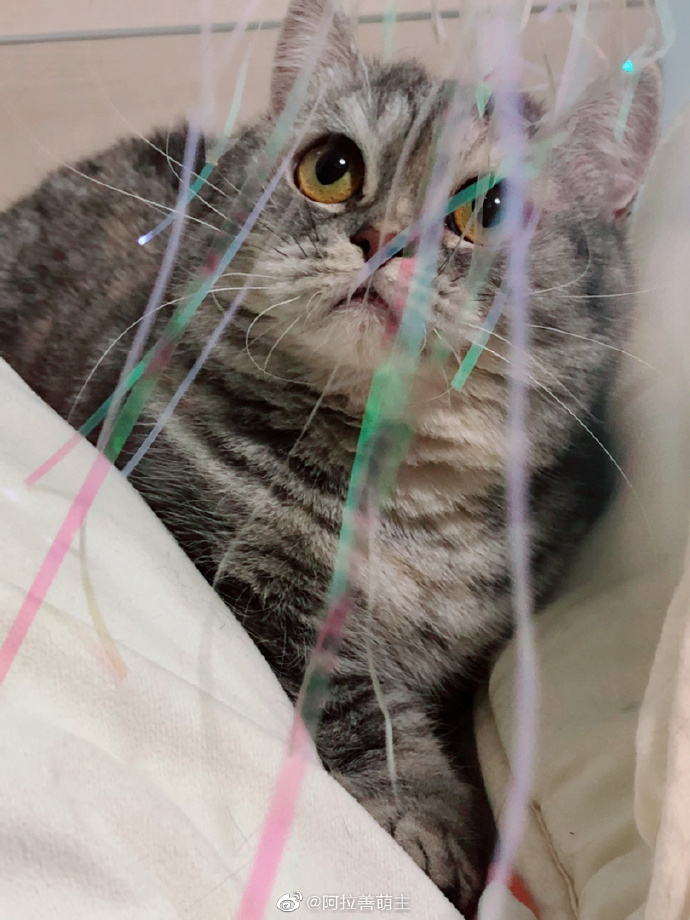 猫图片|宠物猫|猫咪|