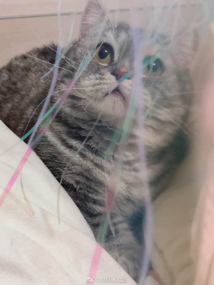 猫图片|宠物猫|猫咪|