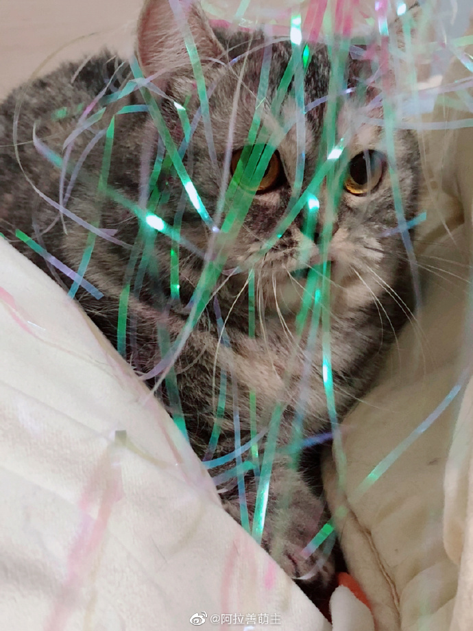 猫图片|宠物猫|猫咪|