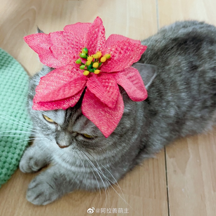 猫图片|宠物猫|猫咪|