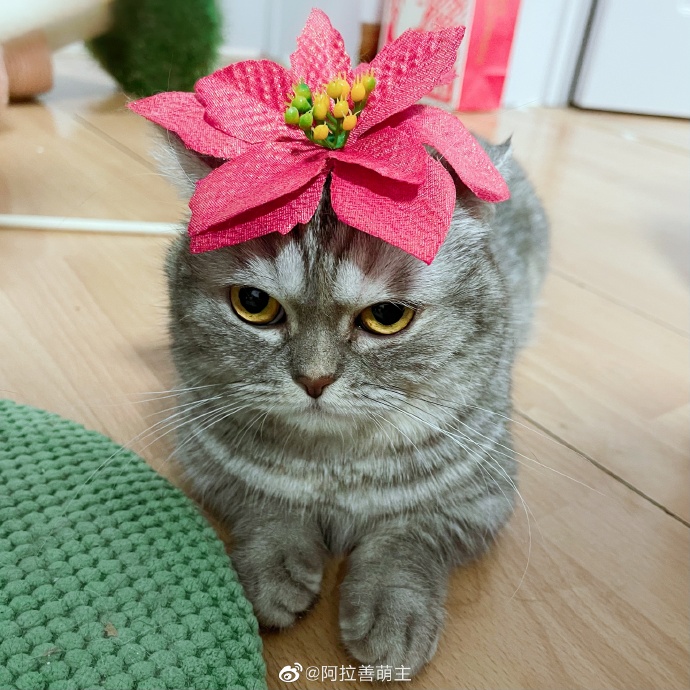 猫图片|宠物猫|猫咪|