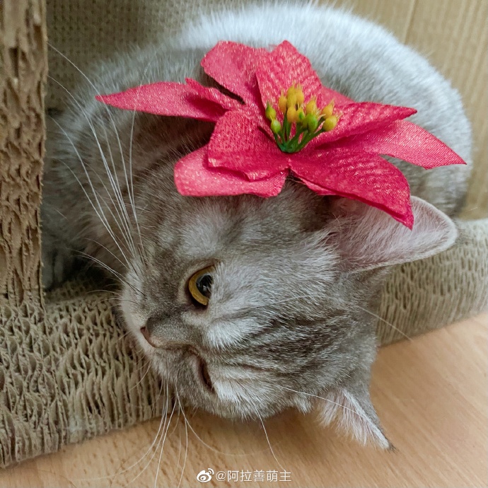 猫图片|宠物猫|猫咪|