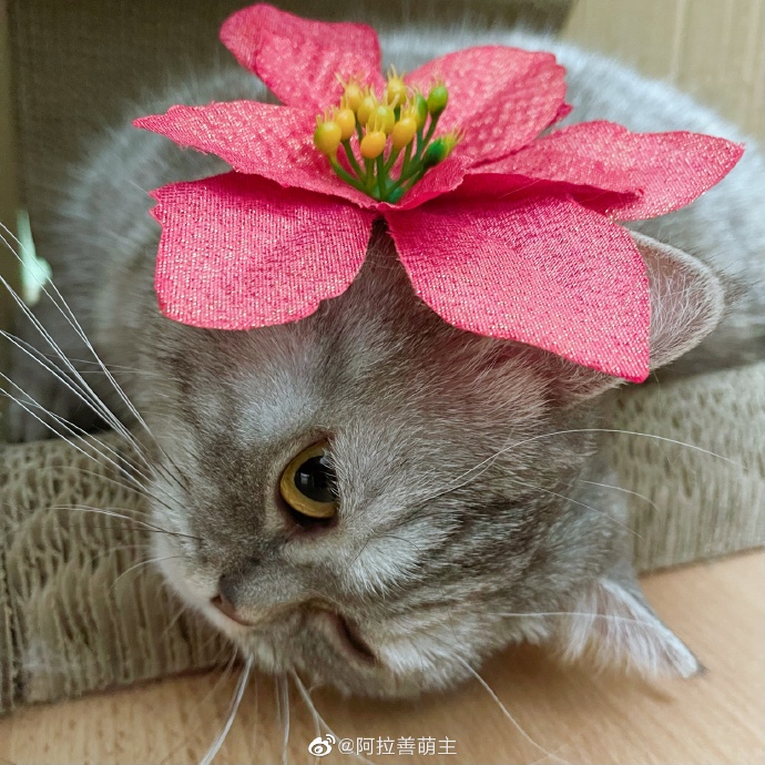 猫图片|宠物猫|猫咪|