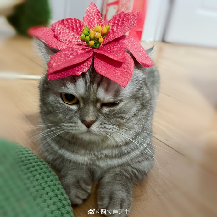 猫图片|宠物猫|猫咪|