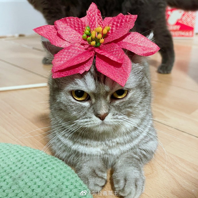 猫图片|宠物猫|猫咪|