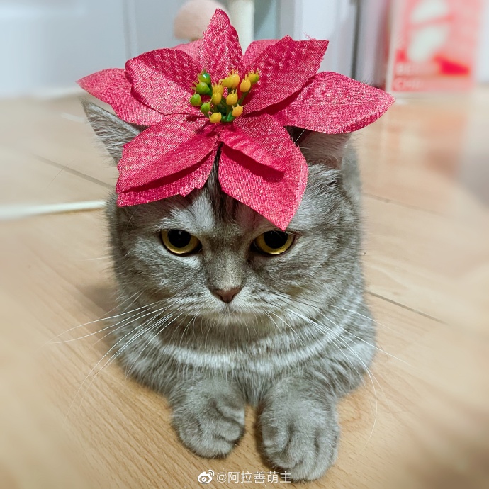 猫图片|宠物猫|猫咪|