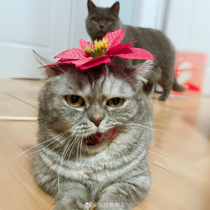 猫图片|宠物猫|猫咪|