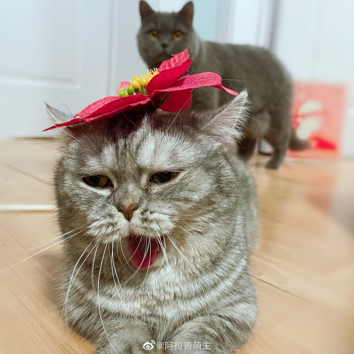 猫图片|宠物猫|猫咪|