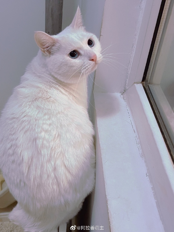 猫图片|宠物猫|猫咪|