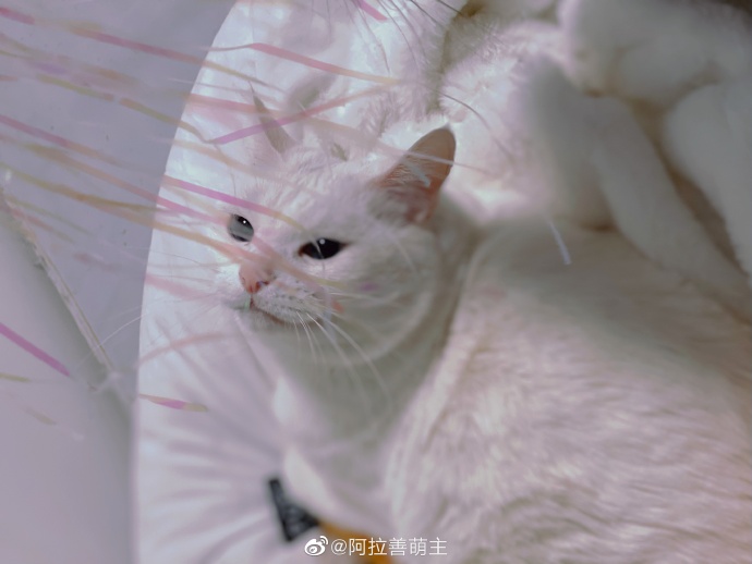 猫图片|宠物猫|猫咪|