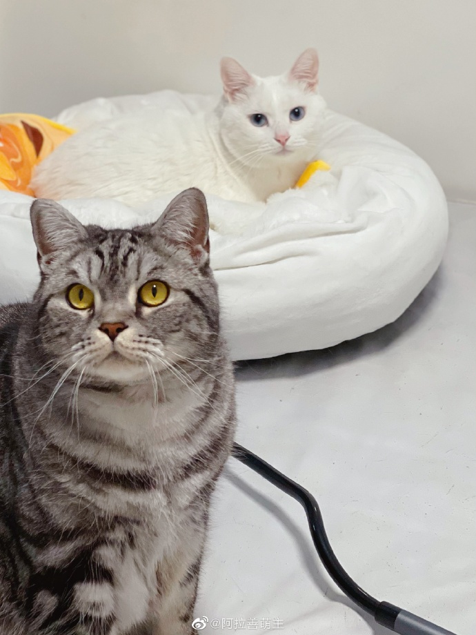 猫图片|宠物猫|猫咪|