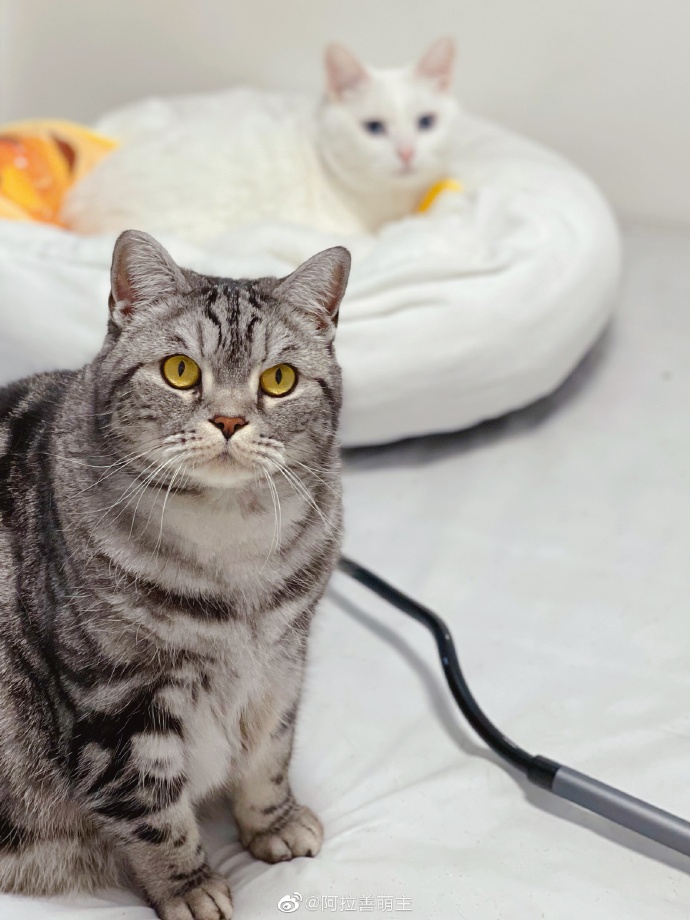 猫图片|宠物猫|猫咪|