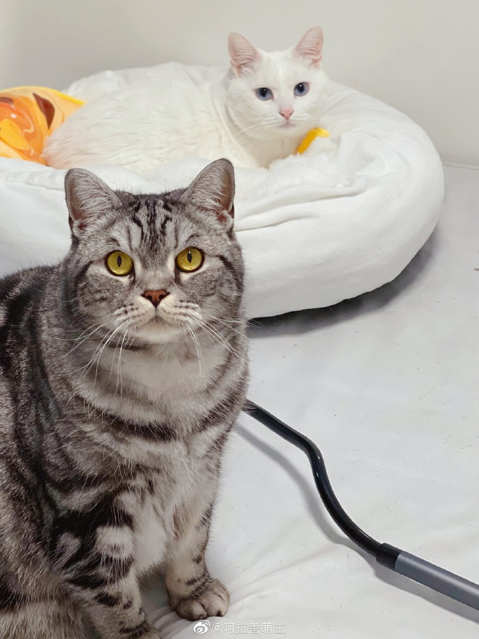 猫图片|宠物猫|猫咪|