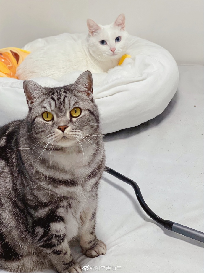 猫图片|宠物猫|猫咪|