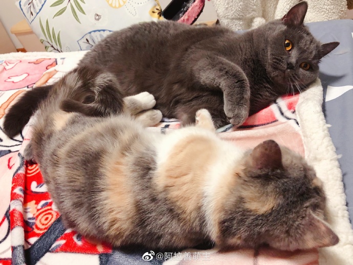 猫图片|宠物猫|猫咪|