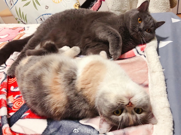 猫图片|宠物猫|猫咪|