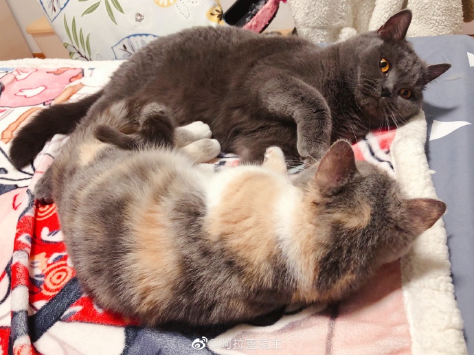 猫图片|宠物猫|猫咪|