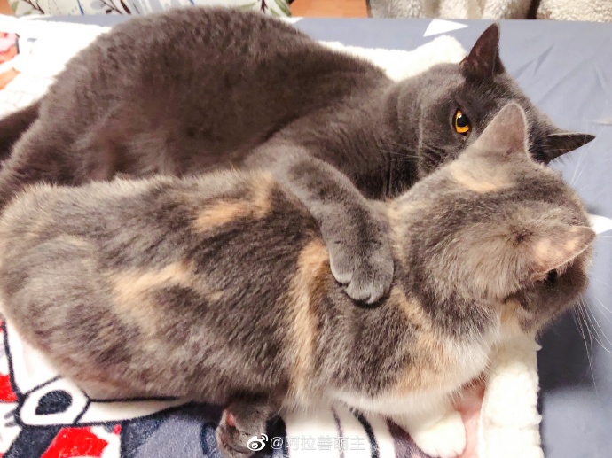 猫图片|宠物猫|猫咪|