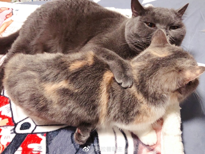 猫图片|宠物猫|猫咪|