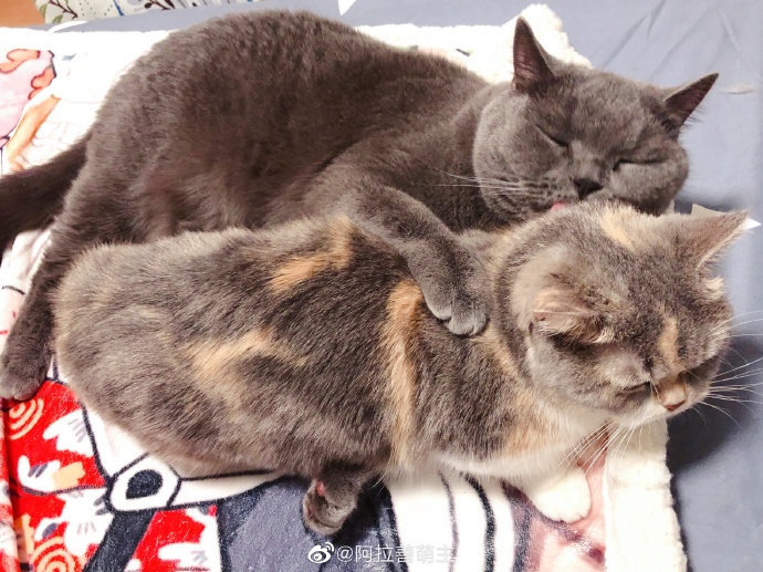 猫图片|宠物猫|猫咪|