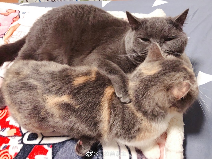 猫图片|宠物猫|猫咪|