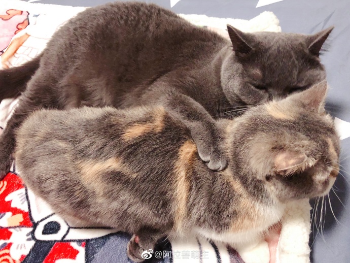 猫图片|宠物猫|猫咪|