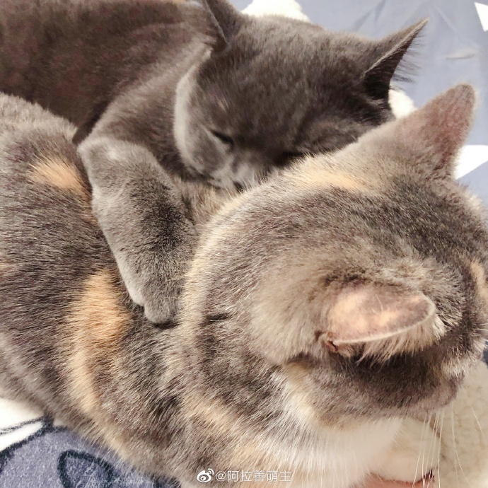 猫图片|宠物猫|猫咪|