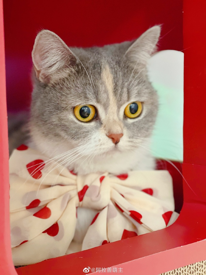 猫图片|宠物猫|猫咪|