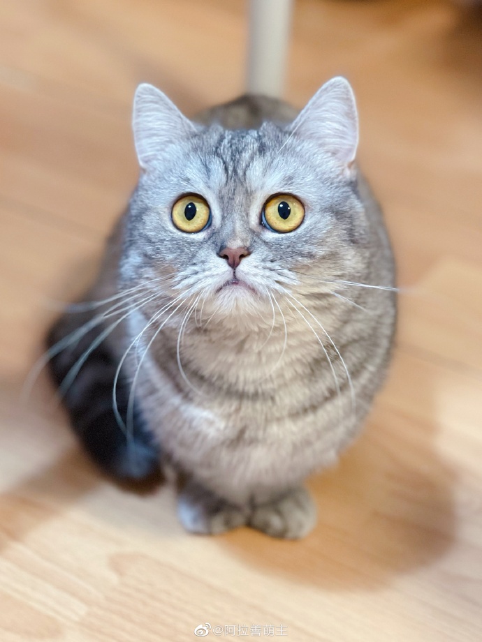 猫图片|宠物猫|猫咪|