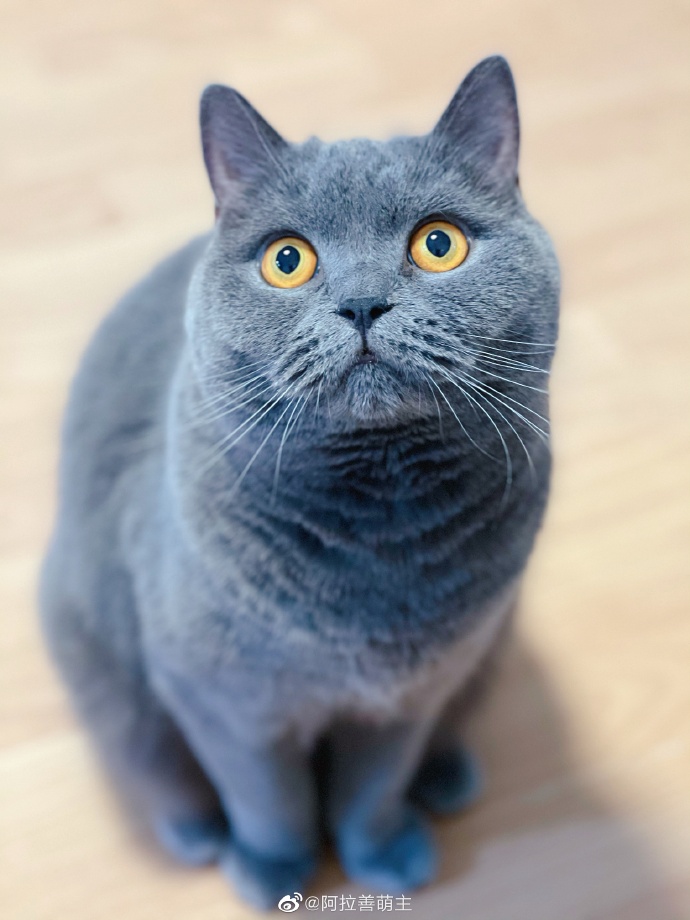 猫图片|宠物猫|猫咪|