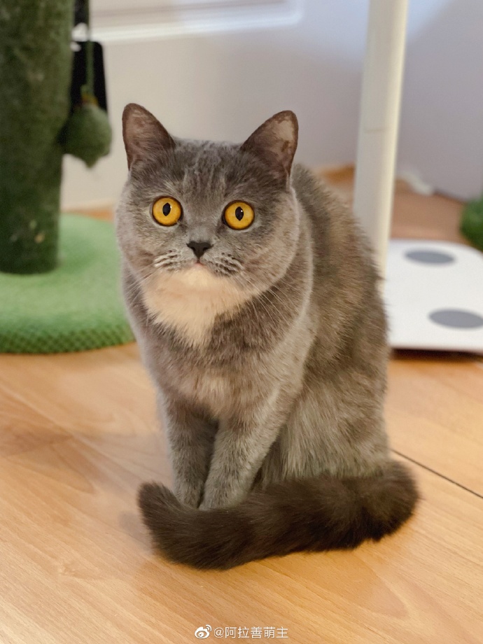 猫图片|宠物猫|猫咪|