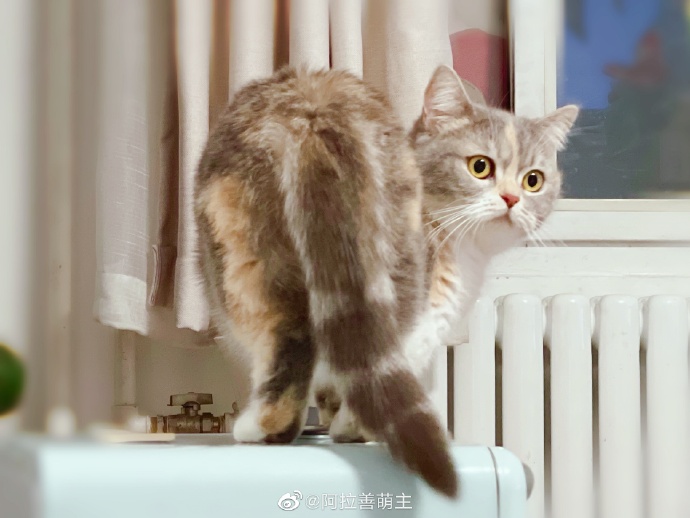 猫图片|宠物猫|猫咪|