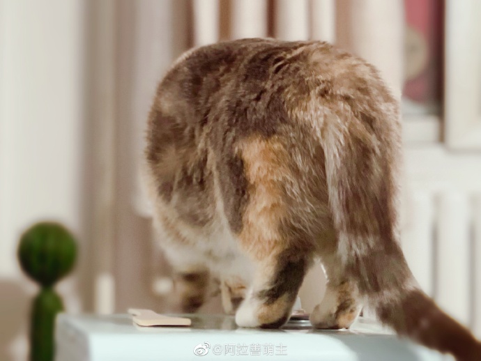 猫图片|宠物猫|猫咪|