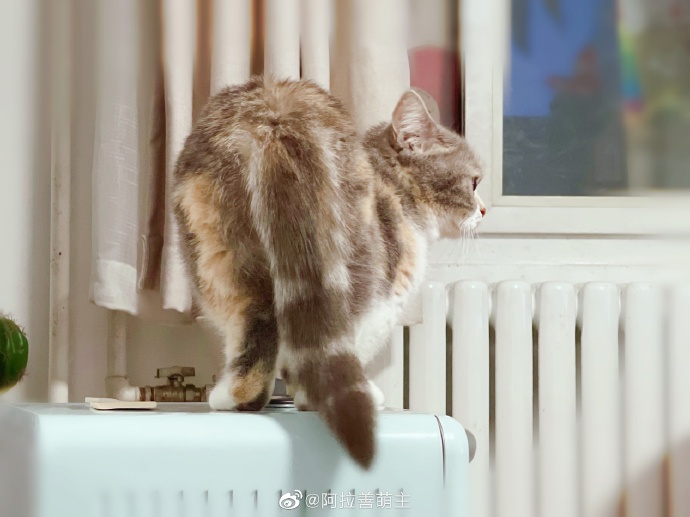 猫图片|宠物猫|猫咪|