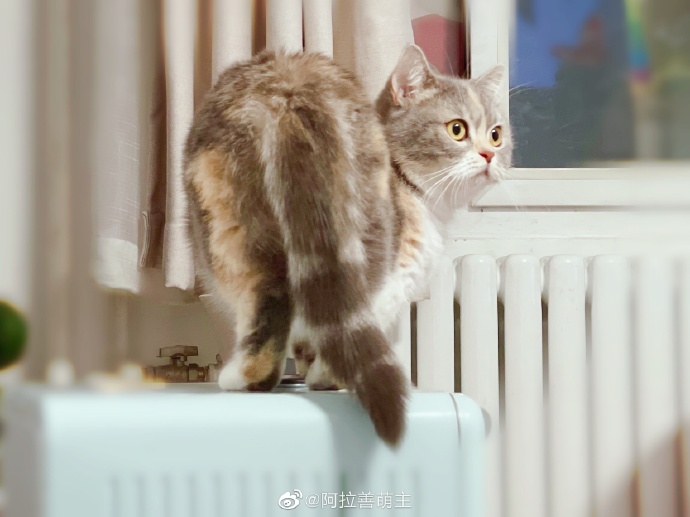 猫图片|宠物猫|猫咪|