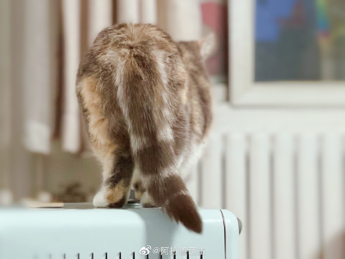 猫图片|宠物猫|猫咪|