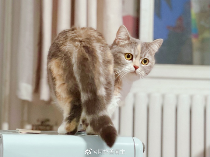 猫图片|宠物猫|猫咪|
