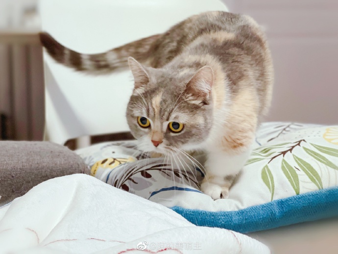 猫图片|宠物猫|猫咪|