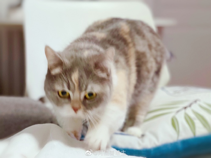 猫图片|宠物猫|猫咪|