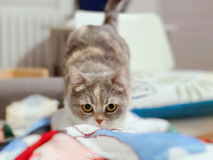 猫图片|宠物猫|猫咪|